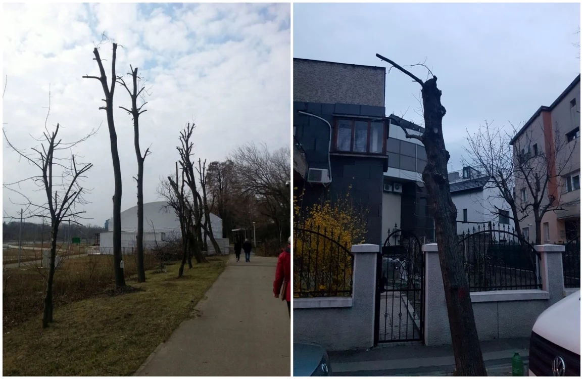 Copaci uscati in Bucuresti FOTO Facebook