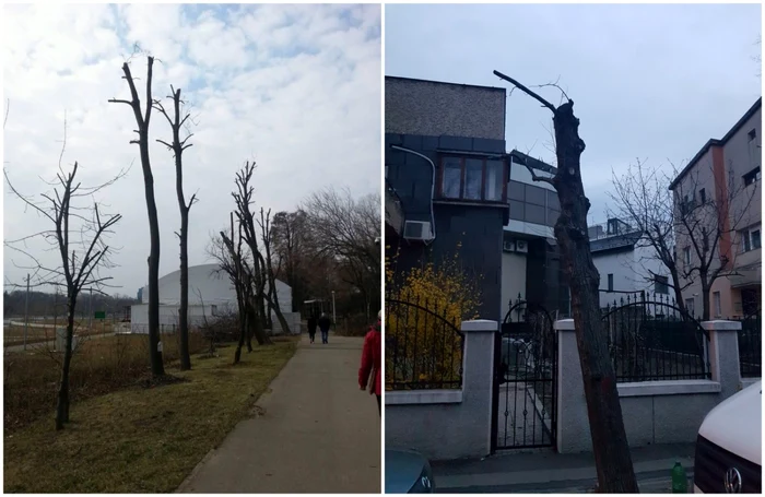 Copaci uscati in Bucuresti FOTO Facebook