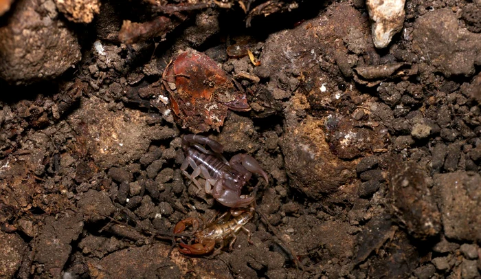 Ei sunt singurii scorpioni din România / foto: Ministerul Mediului