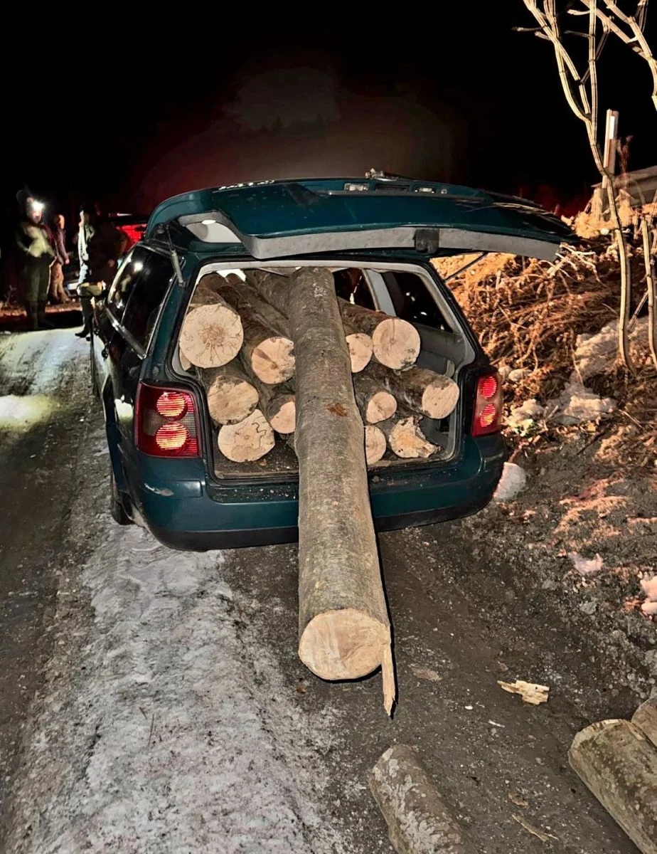 Un bărbat din Brașov a furat 14 copaci din pădure și i-a înghesuit într-o mașină