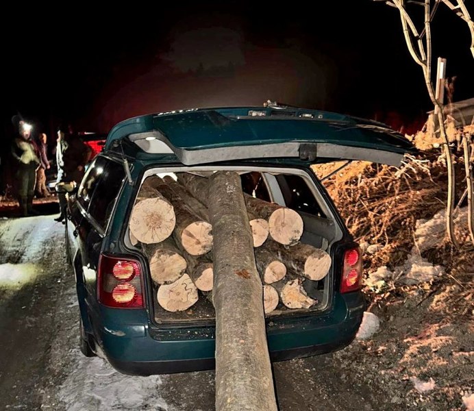 Un bărbat din Brașov a furat 14 copaci din pădure și i-a înghesuit într-o mașină