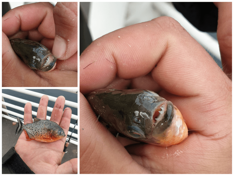 Alertă în Bihor: Un pescar a găsit un piranha în Crişul Repede FOTO