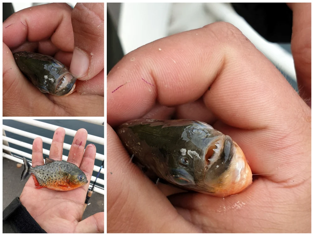 Un pescar a găsit un piranha în Crişul Repede Foto: Catalin Prichici/Facebook