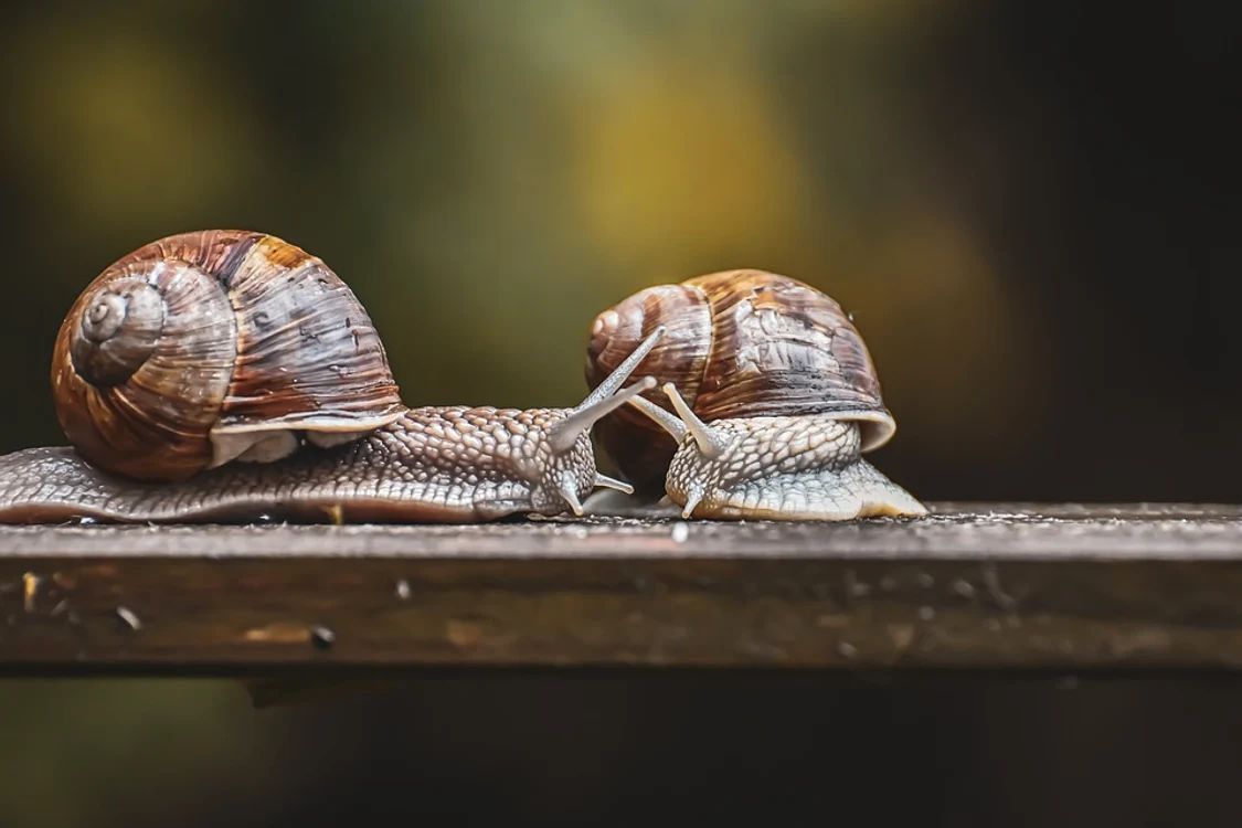 Majoritatea speciilor de melci sunt hermafrodiți / foto: Pixabay