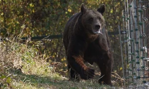 urs buzau panica jpeg