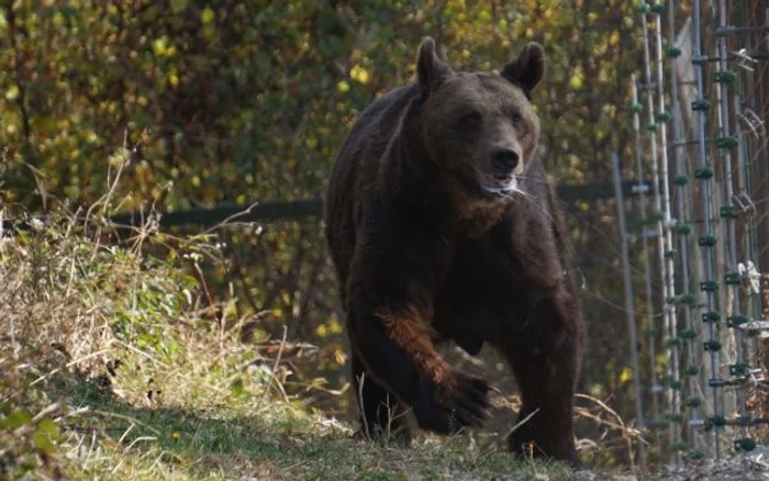 
    Ursul din Buzău care a ucis zeci de animale va fi împușcatFOTO: adevarul.ro  