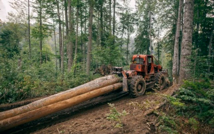 Lemnul este exploatat din pădure cu şi fără acte