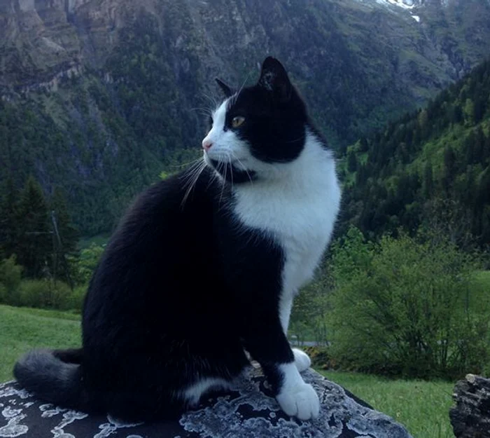 
    Pisicuța salvatoare își ia îndatoririle în seriosFoto: boredpanda.com  