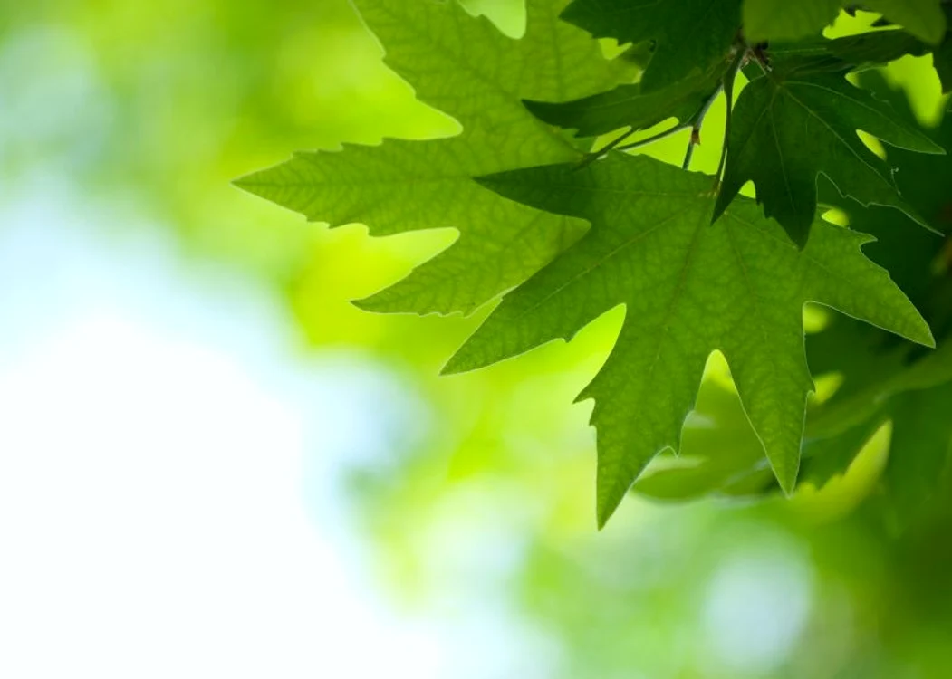 Clorofila imprimă frunzelor culoarea verde. (Foto: Shutterstock)