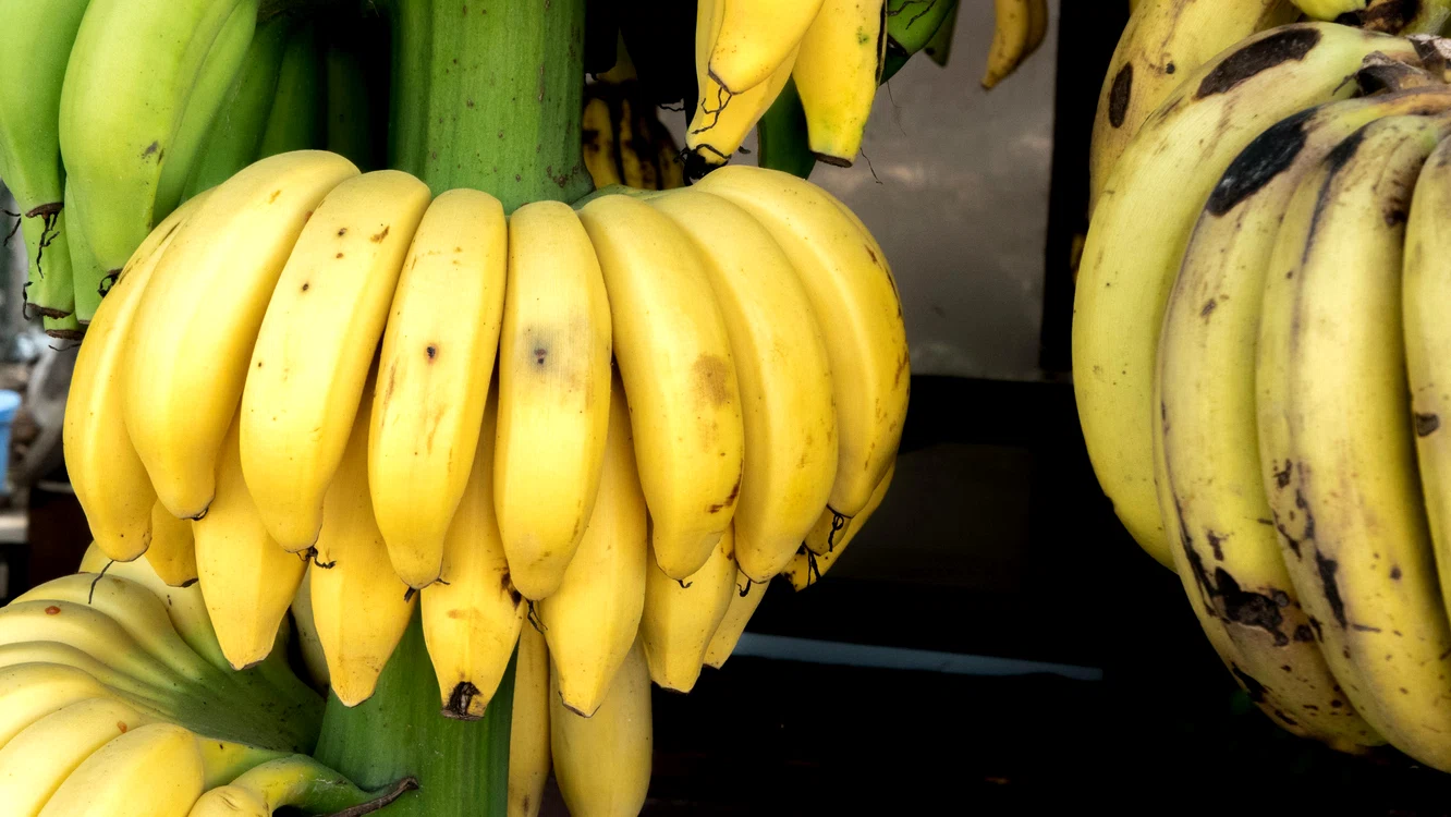 Cum să menținem sănătatea bananelor?