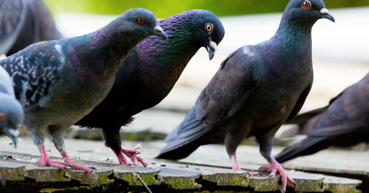 Porumbeii pleacă imediat. Ingredientele de bucătărie care fac minuni doar prin miros