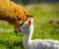 Pui de Alpaca adus pe lume la poalele Retezatului Foto Dino World Transylvania (3) jpg