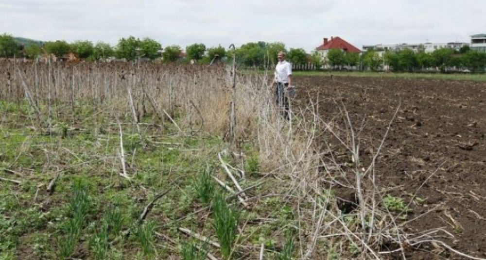 Beneficiile pentru fermierii moldoveni au fost anulate în Transnistria