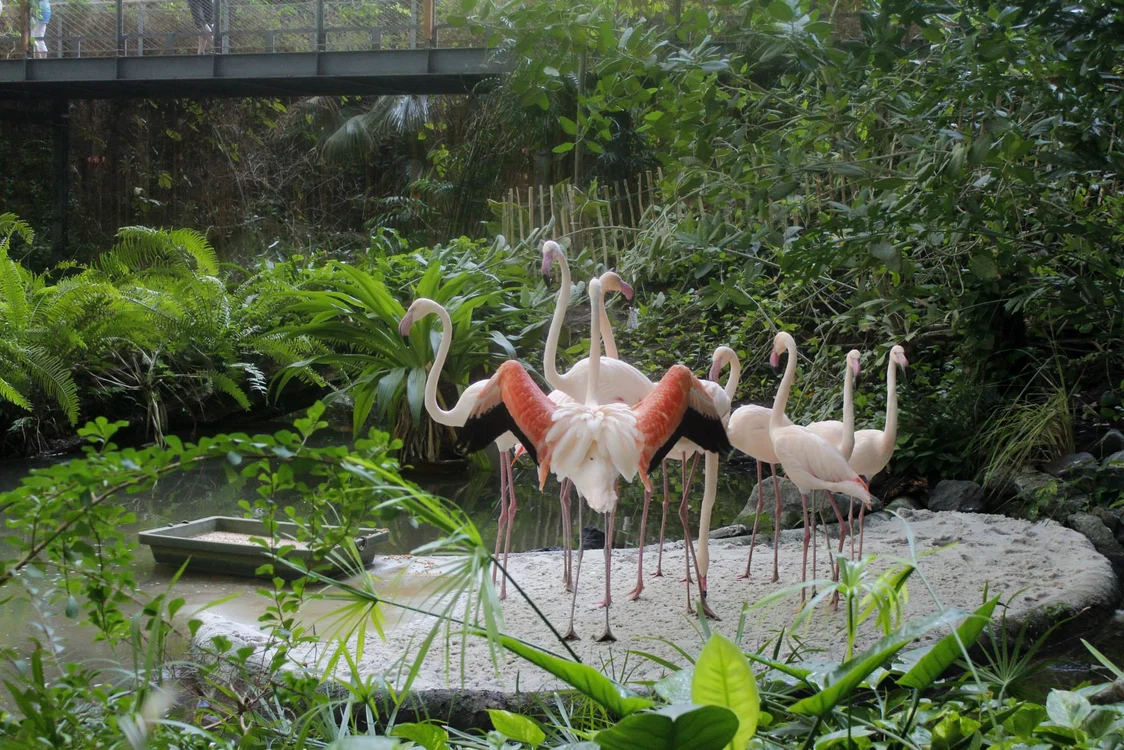 Păsările Flamingo sunt nelipsite din zona tropicală