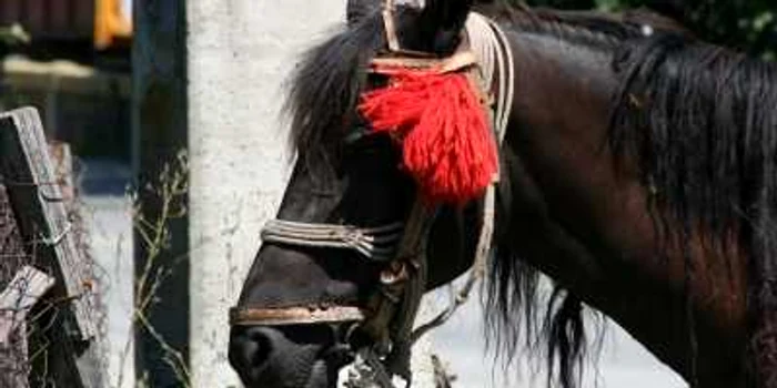 Calul a fost abandonat de stăpân