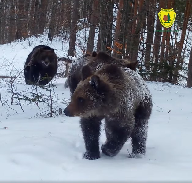 Schimbare majoră în legea urșilor: primarii vor avea libertatea să decidă cum intervin dacă animalele apar în zonele locuite. Ce prevăd noile propuneri