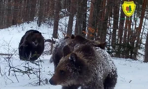 ursi parcul natural putna foto romsilva