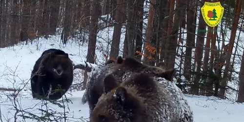 ursi parcul natural putna foto romsilva