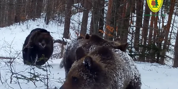 ursi parcul natural putna foto romsilva