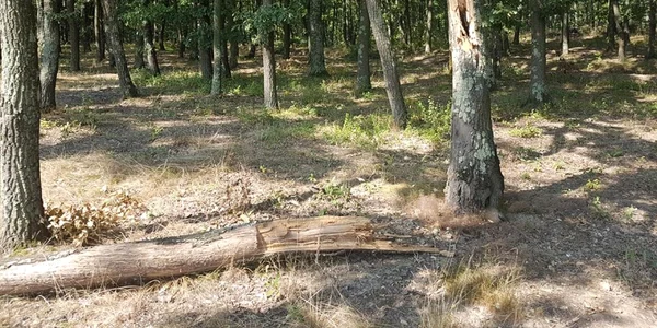 oteloaia
