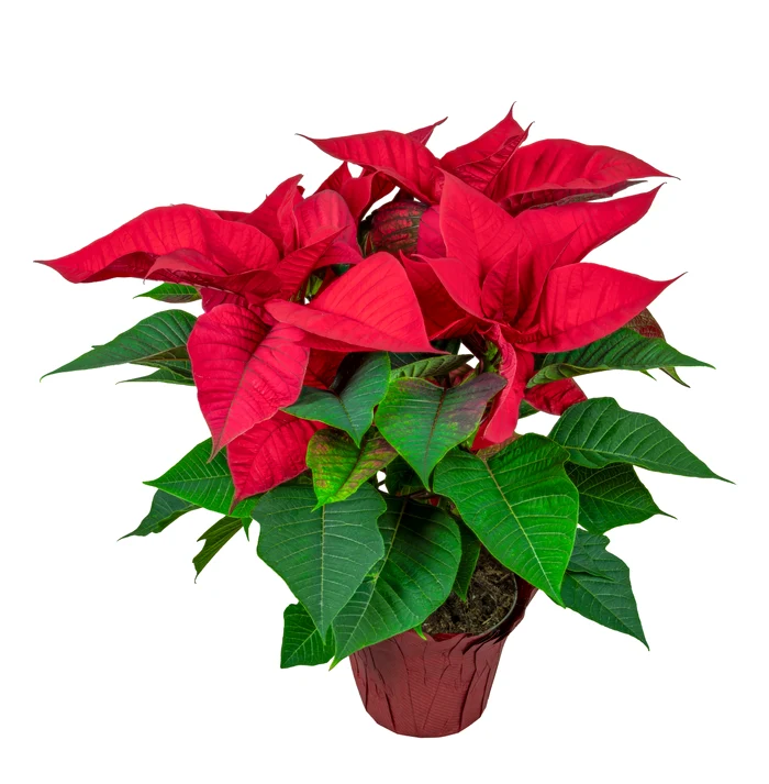 Poinsettia, cea mai populară floare de Crăciun. FOTO: Shutterstock