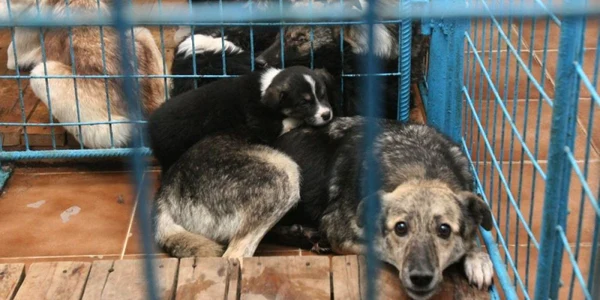 Sterilizare sau eutanasiere pentru câinii fără stăpâni?