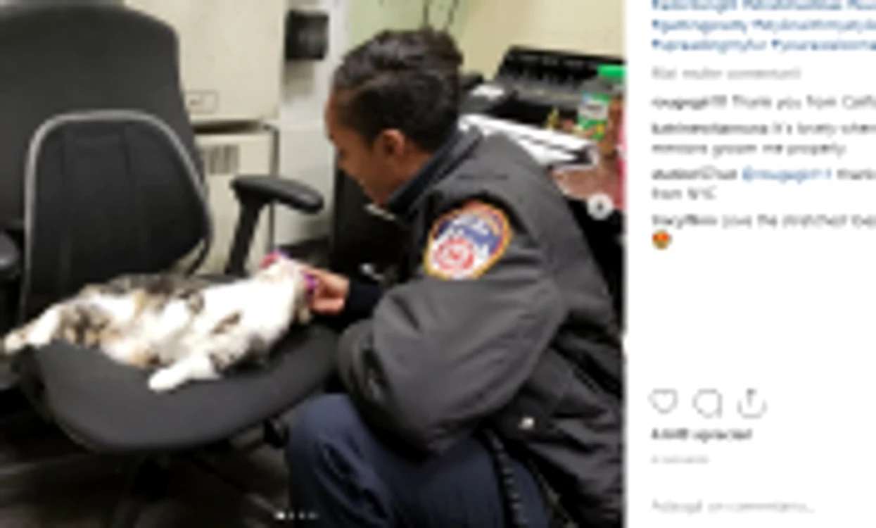 killer cat new yor foto instagram killer cat