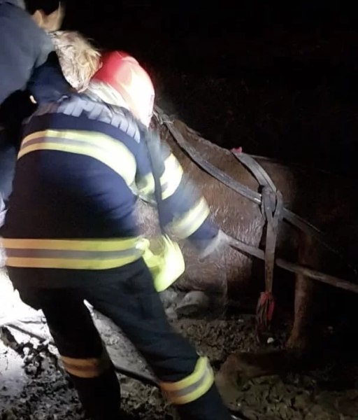 Cal înhămat la două căruțe, la un pas să moară înecat. Animalul a căzut de pe digul care traversează râul Bârlad