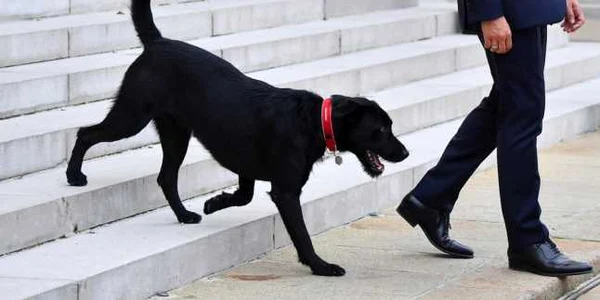 Labrador caine Emmanuel Macron FOTO Hepta 