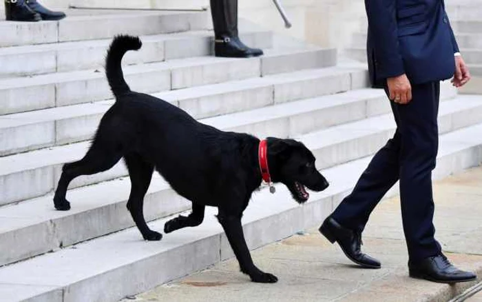 Labrador caine Emmanuel Macron FOTO Hepta 