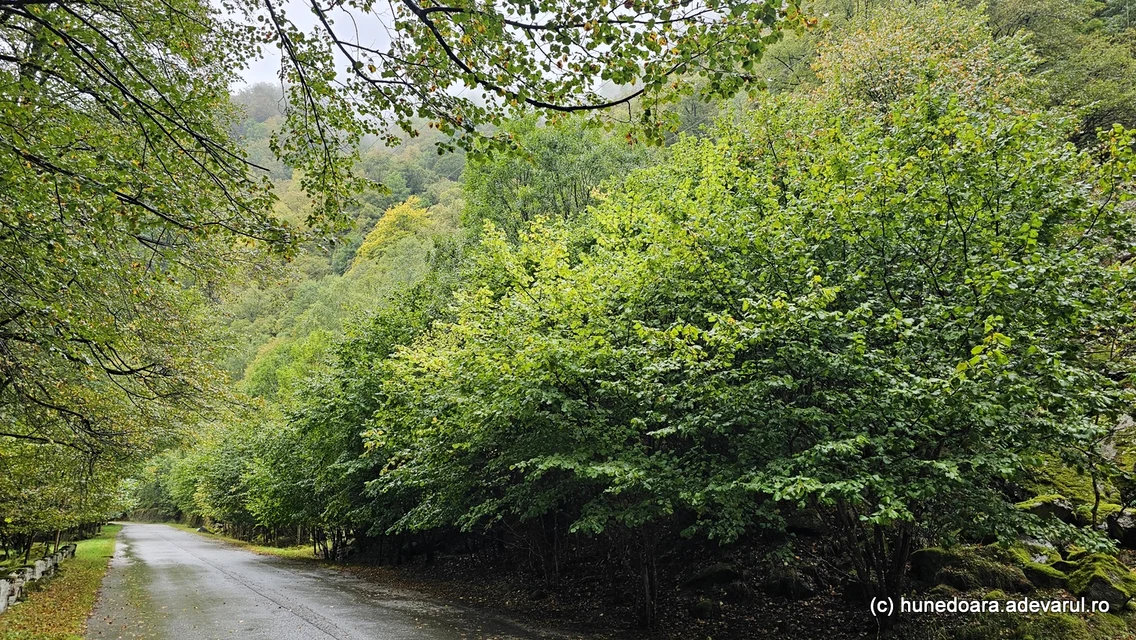 Valea Râului Mare din Retezat  Foto Daniel Guță ADEVĂRUL (110) jpg