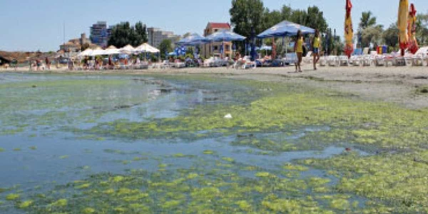 Plajele, invadate de alge