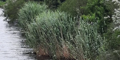 canal dunare marea neagra cadavru ovidiu foto saj