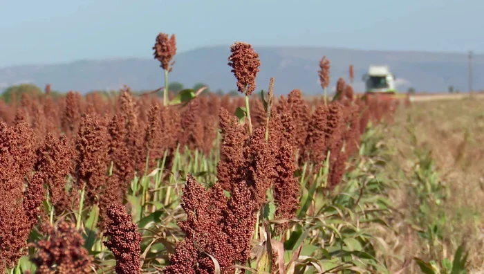 Sorgul consumă foarte puțină apă / foto: Iulian Bunilă