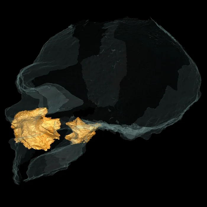 Vedere laterală a cavității nazale a craniului de la Altamura (© Constantino Buzi / IPHES-CERCA)