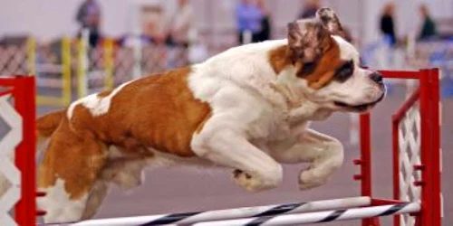Satu Mare: Demonstraţie de agilitate canină, mâine la Alpha K9