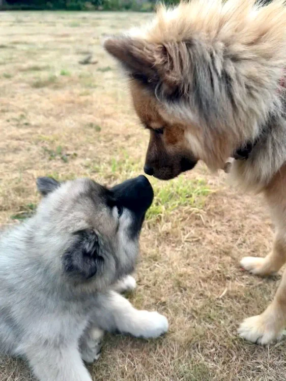 noul cățeluș Spencer jpg
