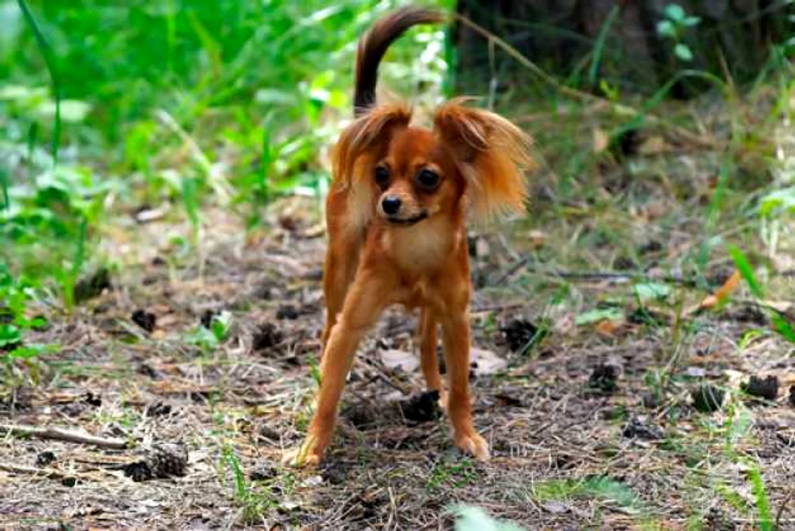 cele mai mici rase de caini Terrier rusesc