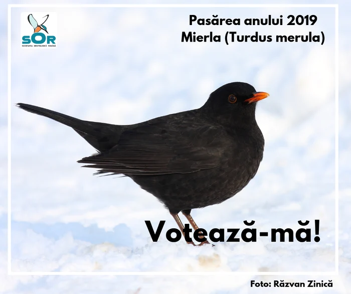 Mierla este pasărea regină a parcurilor