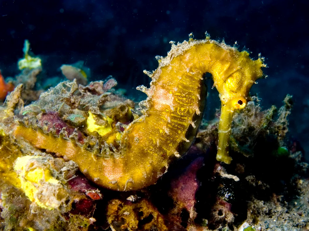 Hippocampus hystrix (Spiny seahorse) yellow jpg jpeg