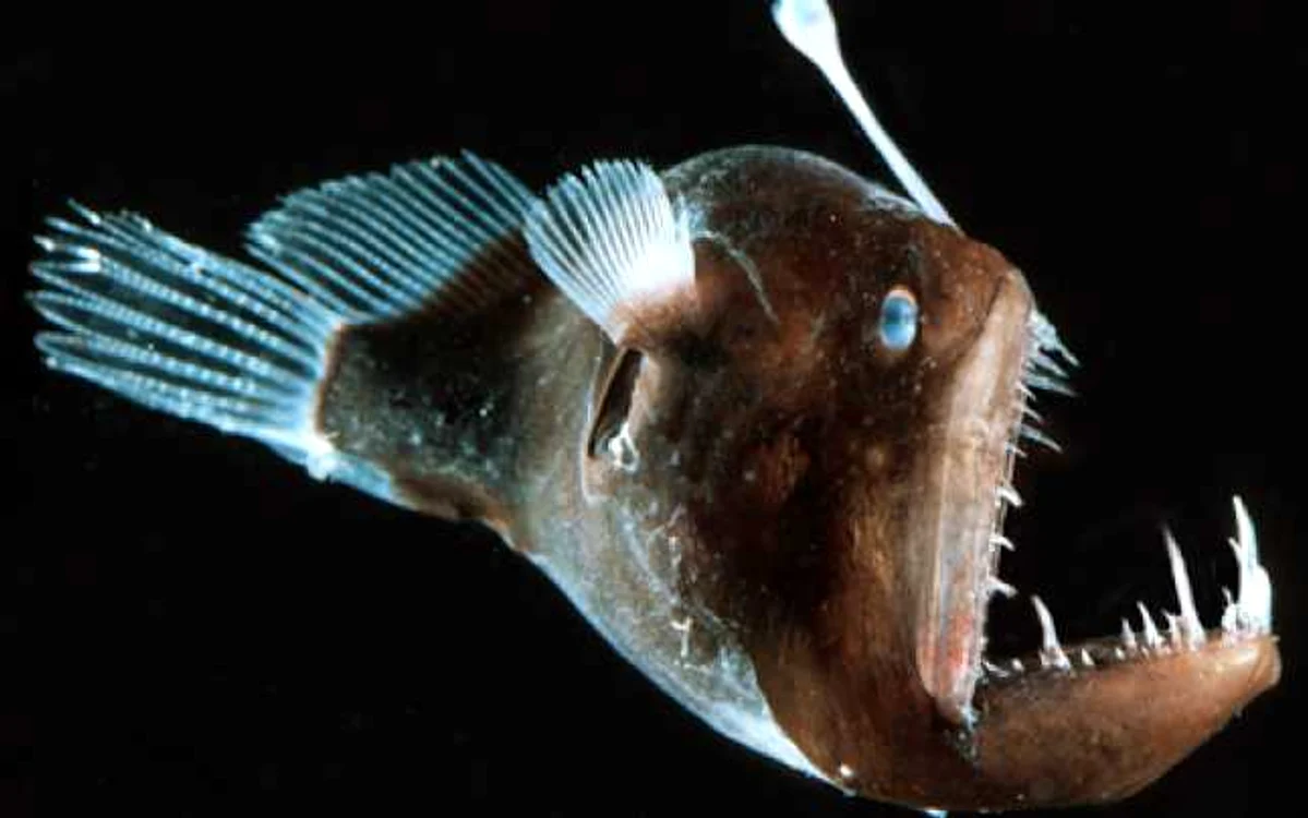 Peştele-pescar sau anglerfish