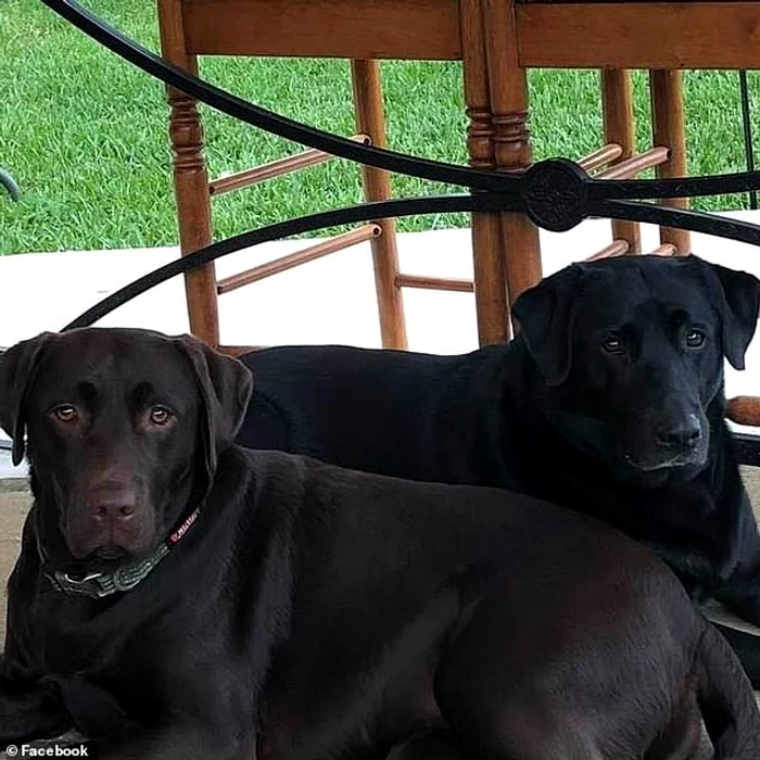 Bella și Sadie și-au salvat stăpâna de la moarteFoto: Facebook