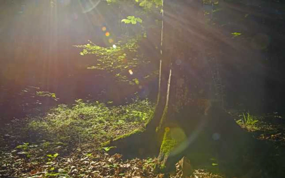 În Pădurea
Crăiască, arborii se înalţă drepţi spre cer, de sute de ani, chiar din vremea
în care cel mai cunoscut om din lume era Napoleon FOTO:Dan Dinu / WWF România