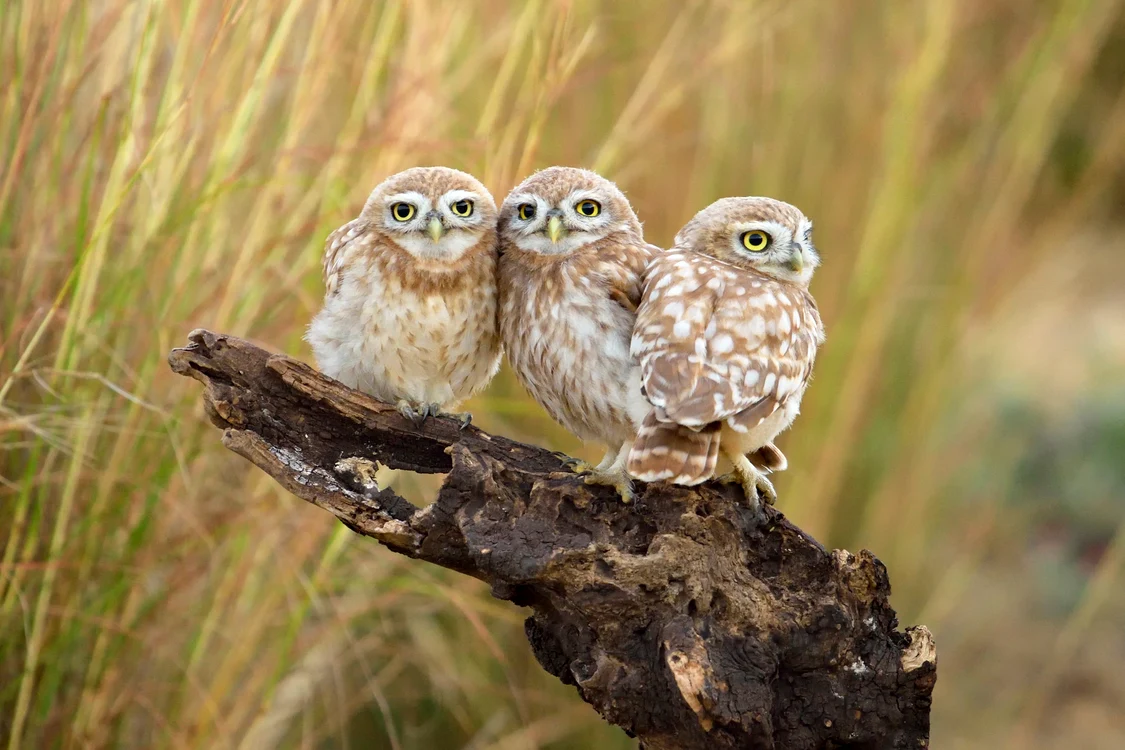 Bufnițele din România sunt în pericol / foto: Shutterstock