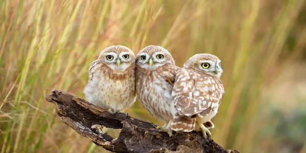 Bufnite FOTO Shutterstock jpg