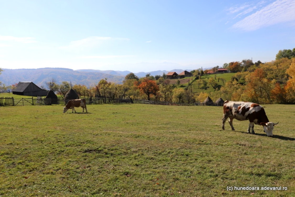 Târsa. FOTO: Daniel Guţă. ADEVĂRUL