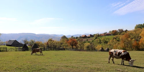 tarsa muntii orastiei foto daniel guta adevarul