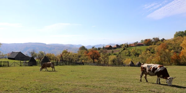 tarsa muntii orastiei foto daniel guta adevarul