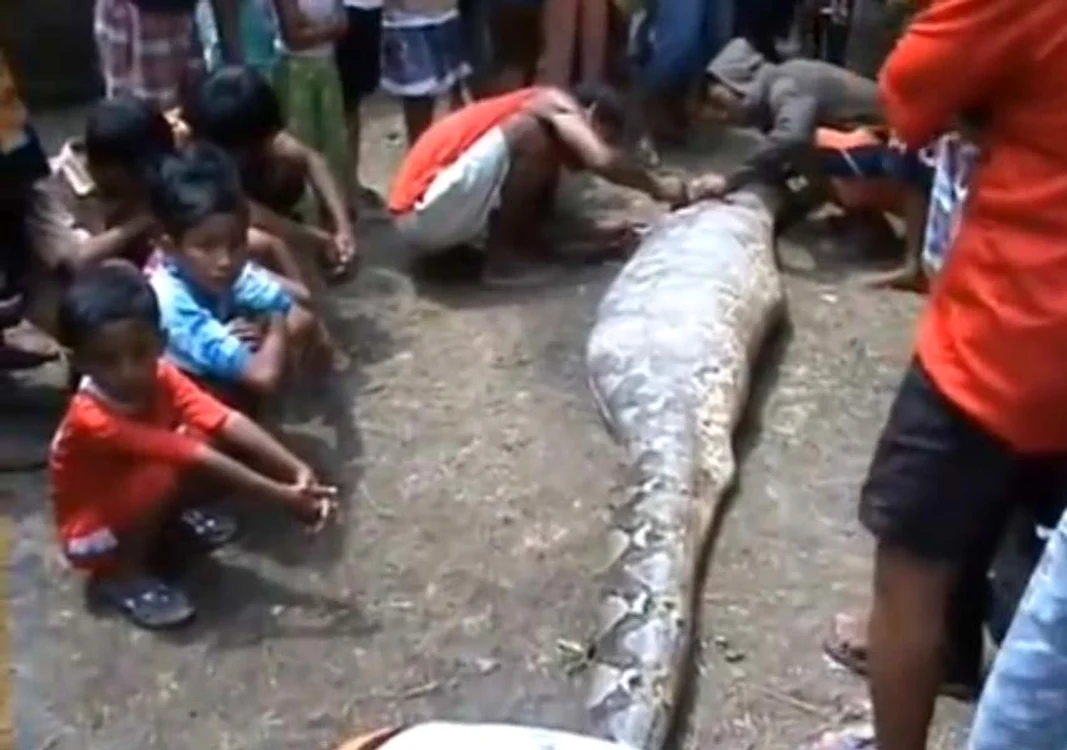 
    Oamenii au rămas muţi de uimire de ceea ce au descoperit în burta pitonuluiFoto: Captură Youtube  