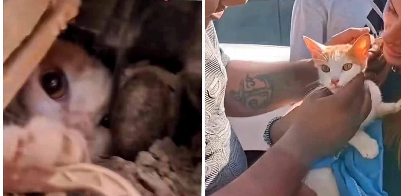 Pisica care a învins imposibilul/ sursa Instagram